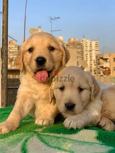 golden retriever golden retriever