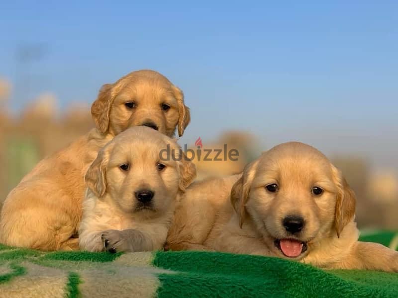 golden retriever جولدن ريتريفر 1