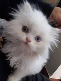 قطه شيرازي عيون زرقاء 0