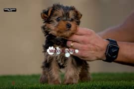 super mini yorkshire puppy /جراوي يورك شاير حجم ميني مستوي عالي 0