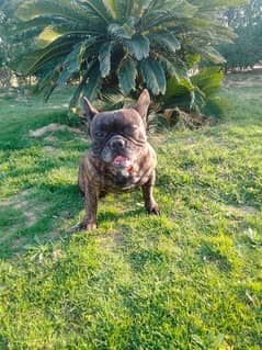 french bulldog for sale 0