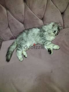 قطة شرازي بالبوكس 0