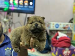 chowchow male for sale 0