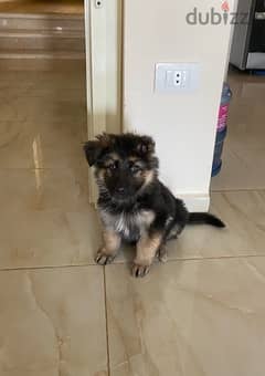 Olx german shepherd 2024 puppies for sale