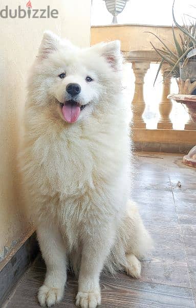 بنت سامويد ٩ شهور مستوي مميز وعالي مستوي عالي samoyed 0