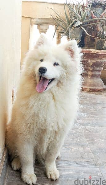 بنت سامويد ٩ شهور مستوي مميز وعالي مستوي عالي samoyed 1