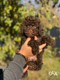 imported dark chocolate toy poodle puppies
