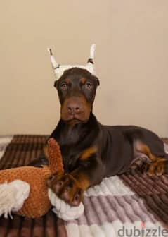Imported Doberman Male From Russia 0