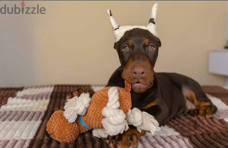 Imported Doberman Male From Russia 1