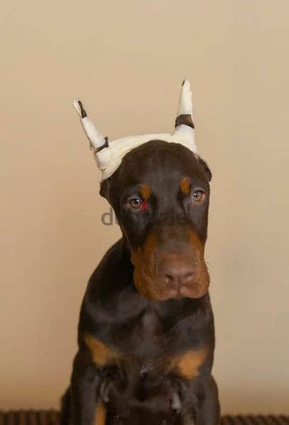 Imported Doberman Male From Russia 2