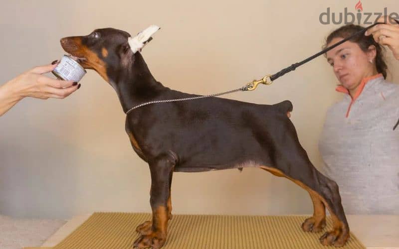 Imported Doberman Male From Russia 3