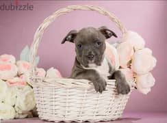 American Staffordshire terrier from Russia