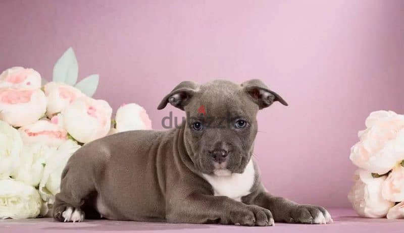 American Staffordshire terrier from Russia 1