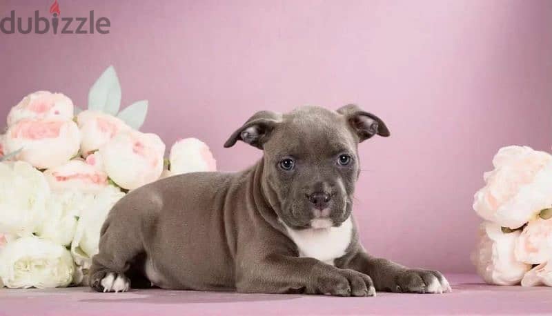 American Staffordshire terrier from Russia 2