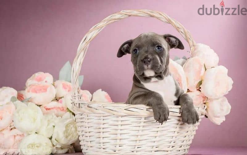 American Staffordshire terrier from Russia 3
