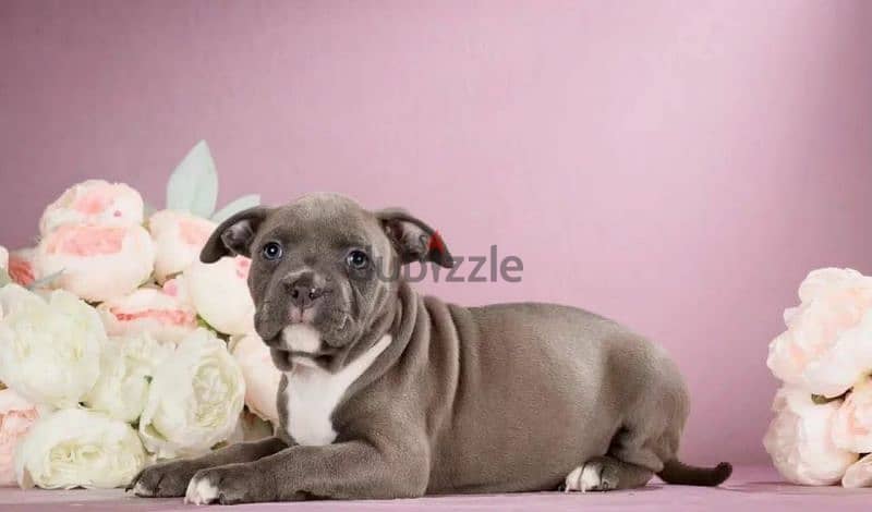 American Staffordshire terrier from Russia 4