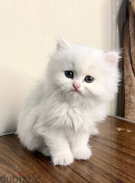 قطه شيرازي بيضاء لعبيه وشقيه جداً عمرها ٦٠ يوم، بجميع مشتمالاتها 0