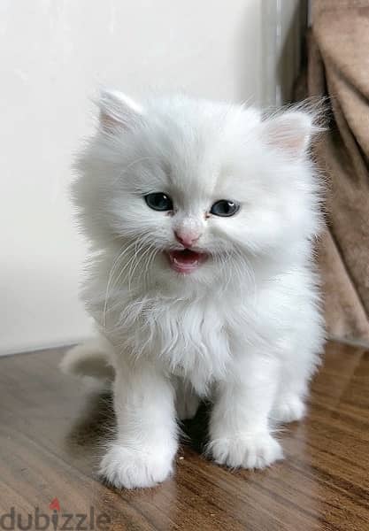 قطه شيرازي بيضاء لعبيه وشقيه جداً عمرها ٦٠ يوم، بجميع مشتمالاتها 1
