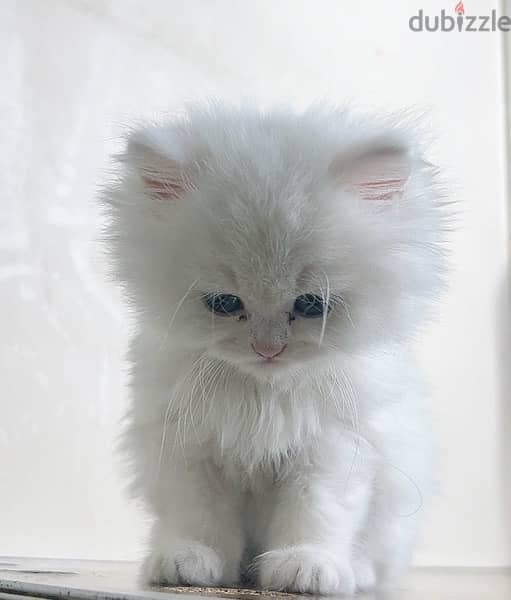 قطه شيرازي بيضاء لعبيه وشقيه جداً عمرها ٦٠ يوم، بجميع مشتمالاتها 2