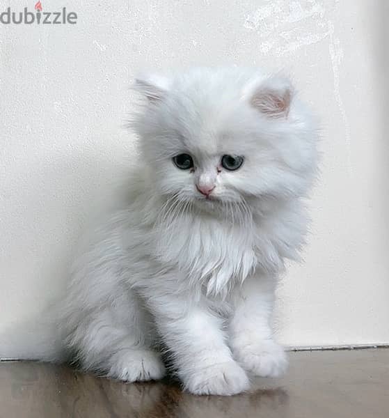 قطه شيرازي بيضاء لعبيه وشقيه جداً عمرها ٦٠ يوم، بجميع مشتمالاتها 3