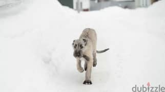 Irish Wolfhound From Russia FCI