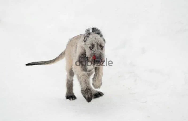 Irish Wolfhound From Russia FCI 1