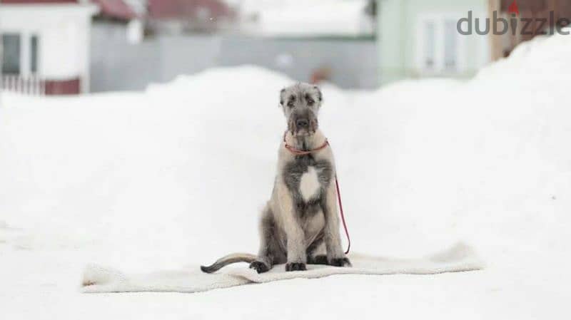 Irish Wolfhound From Russia FCI 2