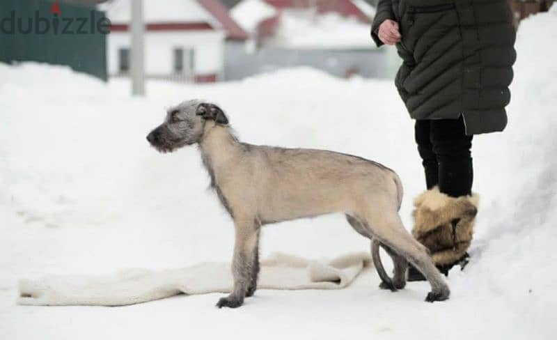 Irish Wolfhound From Russia FCI 3