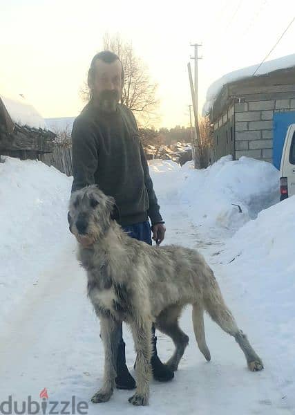 Irish Wolfhound From Russia FCI 5