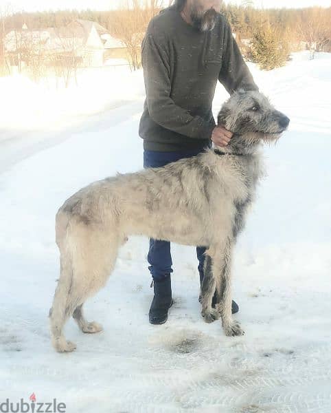 Irish Wolfhound From Russia FCI 6