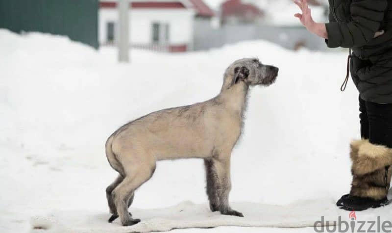 Irish Wolfhound From Russia FCI 8