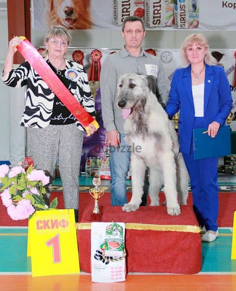 Irish Wolfhound From Russia FCI 11