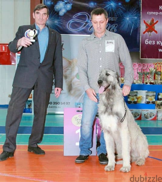 Irish Wolfhound From Russia FCI 12