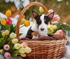 Bull Terrier From Russia with Fci documents