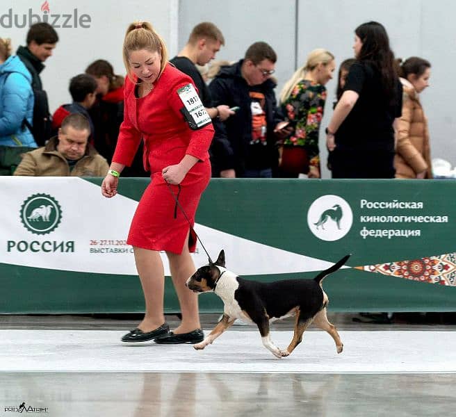 Bull Terrier From Russia with Fci documents 5