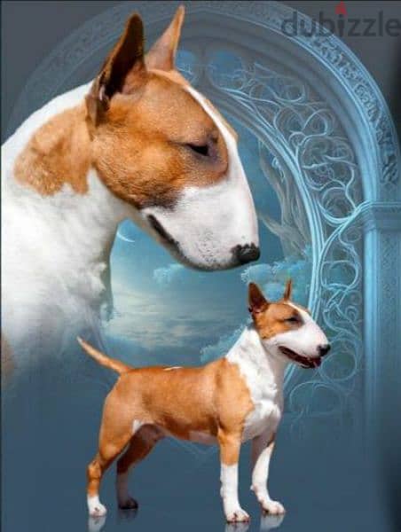 Bull Terrier From Russia with Fci documents 7