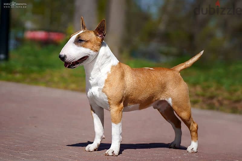 Bull Terrier From Russia with Fci documents 9