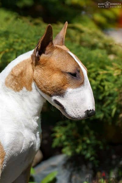 Bull Terrier From Russia with Fci documents 10