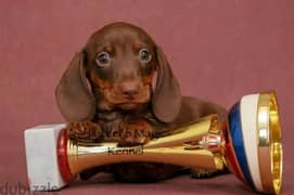 Amazing Dachshund Puppy Male From one of the best Russian kennel