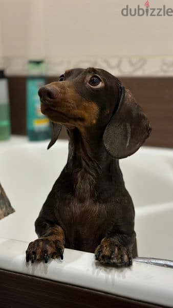 Amazing Dachshund Puppy Male From one of the best Russian kennel 5