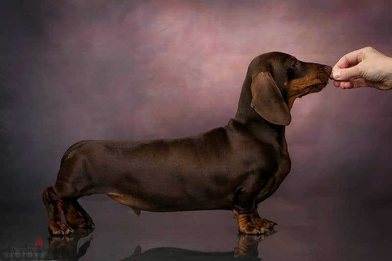 Amazing Dachshund Puppy Male From one of the best Russian kennel 6