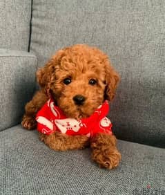 Toy Poodle red Brown Male From Russia