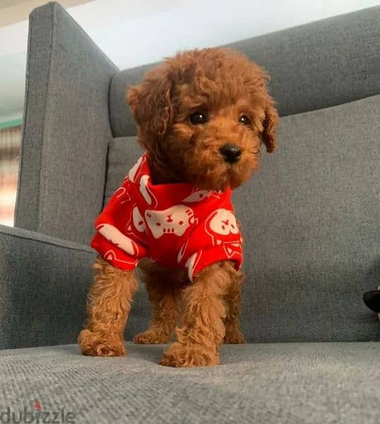 Toy Poodle red Brown Male From Russia 1