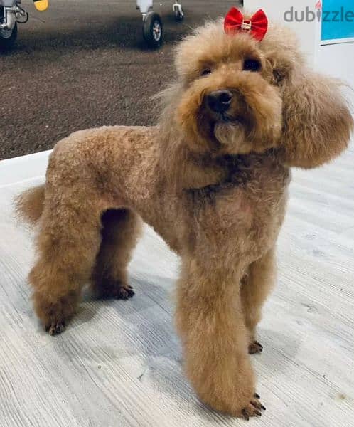 Toy Poodle red Brown Male From Russia 2