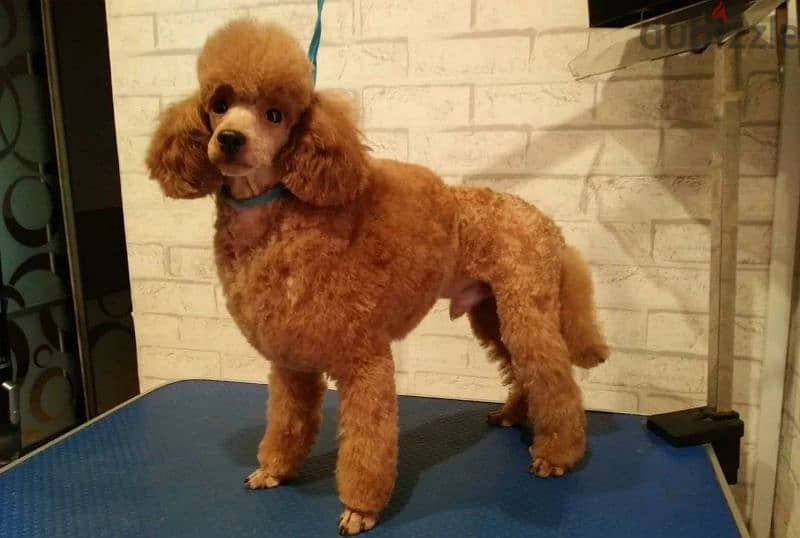 Toy Poodle red Brown Male From Russia 3