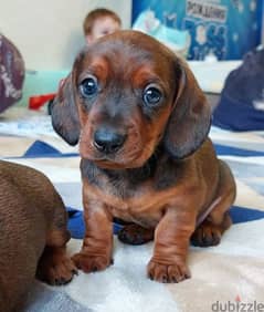 Dachshund From Russia Male 0