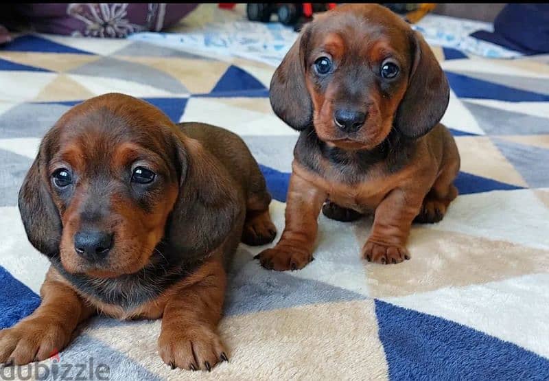 Dachshund From Russia Male 1