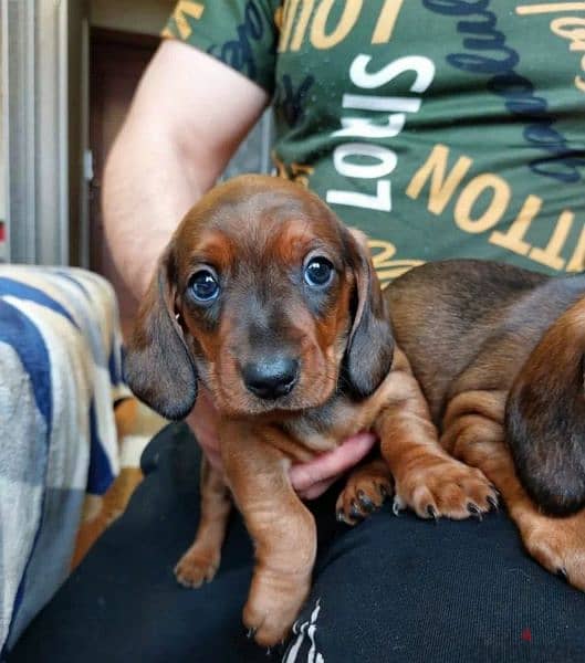 Dachshund From Russia Male 2