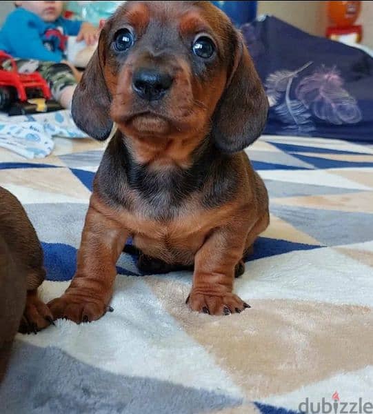 Dachshund From Russia Male 4