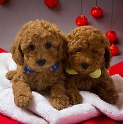 toy poodle puppy 0